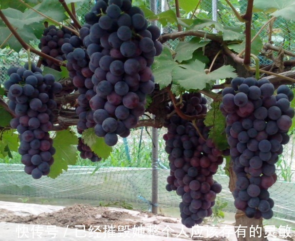 零食|女性晚上当零食吃几颗,排出子宫毒素,皱纹不见了,皮肤水嫩嫩