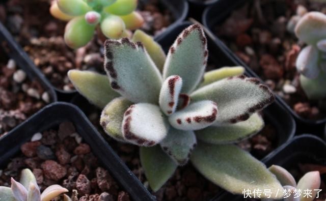 八年|一颗八年没换过盆的月兔耳