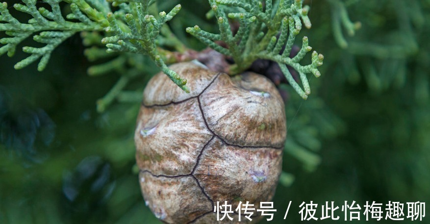 九龙柏|盆栽柏树，春意正浓，依旧不变的翠绿