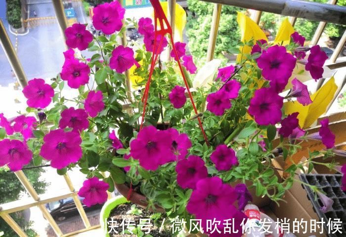 蓝雪花|急性子的人就养此4种花，掐个枝条插土里，当年就开花早看早知道