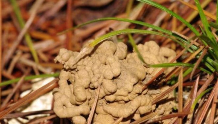 出门随手捡“3物”回来,丢兰花盆里,营养又透气,不烂根开花多