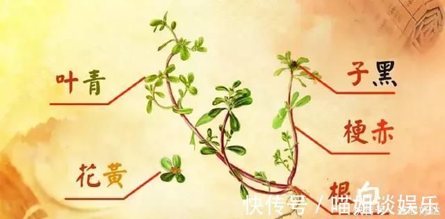 抗菌|救命的马齿苋,99的人不知道的作用再不吃就晚了