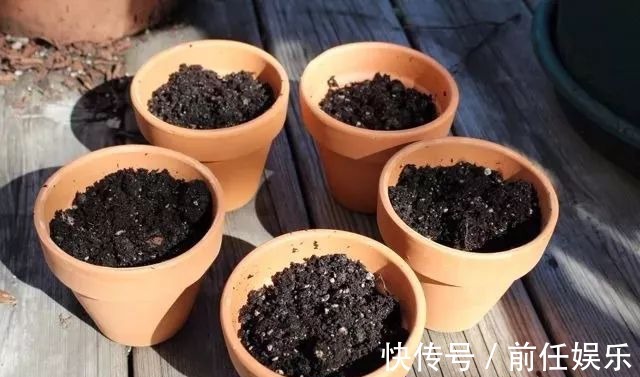 花都不会买,还谈什么养,教你买到正经靠谱的花花草草!