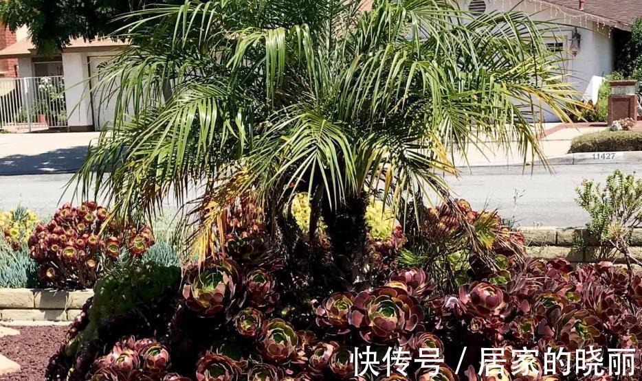 火山石|做一个多肉植物庭院，省心省事好打理，满满的异域风情