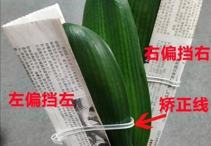 君子兰的叶片如何更加油亮肥厚呢，做到几点，君子兰让家居生辉