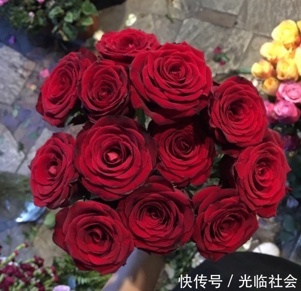 养花|“精品玫瑰”甜蜜,似糖果般甜蜜,含苞待放,可以说是养花必备