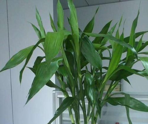 不用|富贵竹叶子发黄,不用担心,1滴“小药水”让叶子返青