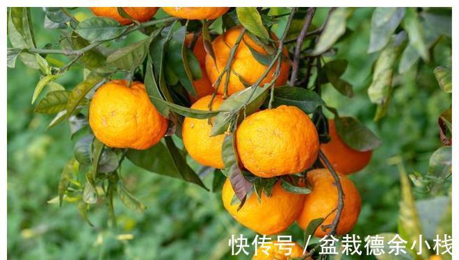 小事|白露前后,记得多吃“5种水果”,少做“3件小事”,秋冬少生病