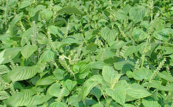 气机|秋天了，到底还能吃姜吗老中医告诉你秋季吃姜、用姜养生妙招！