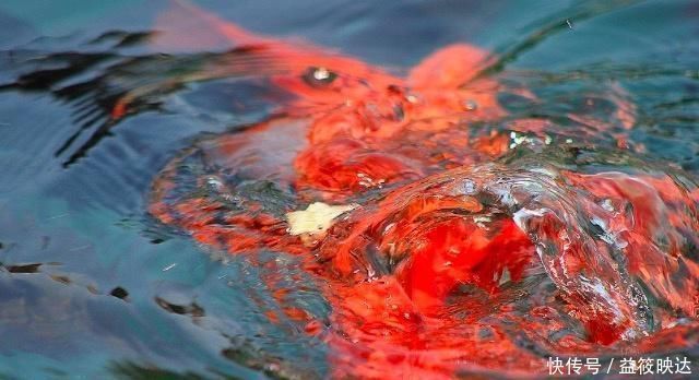 春景#王勃去郊外踏青,写下一首诗,开篇两句便惊艳了整个春天