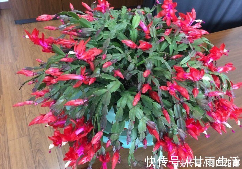 蟹爪兰叶子软塌,难复花,“根源”在这里,解决后重新饱满猛开花