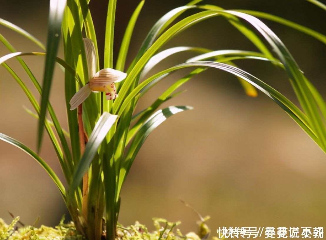 兰花|建兰一年能开花多次,关键是要做好4点,不然最后只能赏叶子