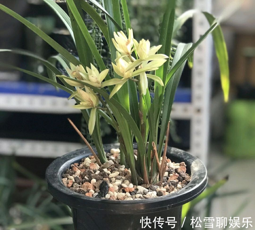 秋老虎天气你会给兰花浇水吗一不小心兰花就空根,半截水是祸端