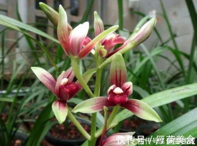 蔷薇|家里养上4种花,不见叶子只见花,花瓣层层叠叠超漂亮