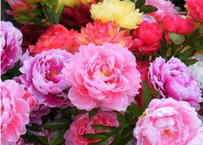 报春花|居家就养此款花卉，养人又旺财，开花富贵吉祥，变成有钱人！