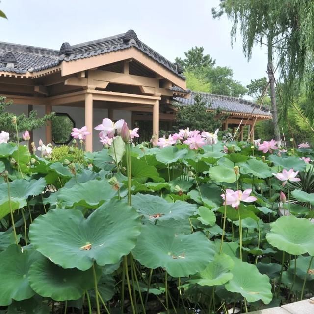 福如东海文化园|乳山银滩:荷花盈盈 香远益清，来福如东海文化园一起品茗赏荷