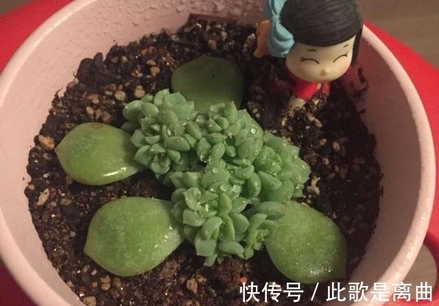 冬季不休眠的多肉如何正确浇水,才能保持良好状态,说说我的看法
