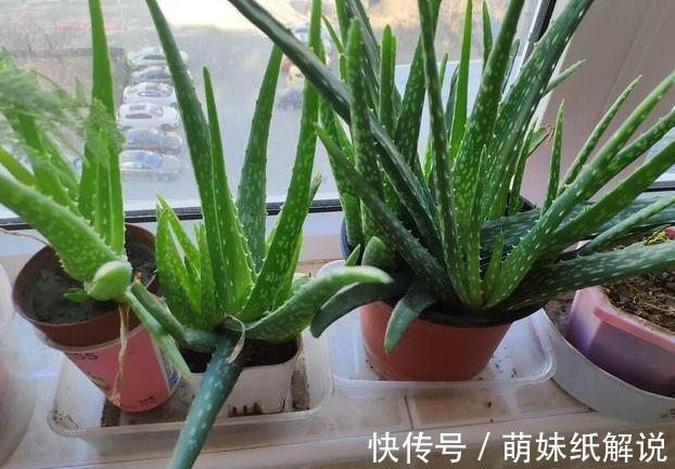 养花坏习惯''害了''家里的盆栽摆脱4个臭毛病,个个越长越旺
