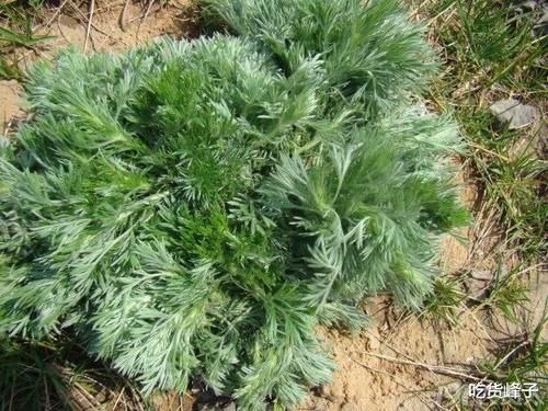 春天到了，因此春天遇到這4菜別錯過，等長大了叫白蒿，營養(yǎng)高味道鮮美