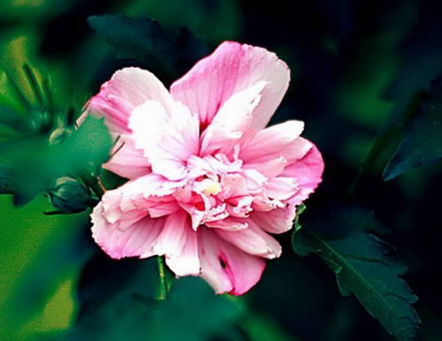 朱瑾花,木槿花,芙蓉花傻傻分不清花开的再妖娆也不要闹笑话