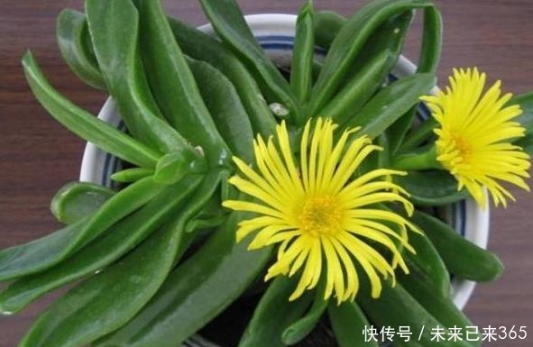 泥土|此款多肉外形似手掌,可开出漂亮的黄花,盆栽管理需做到4点