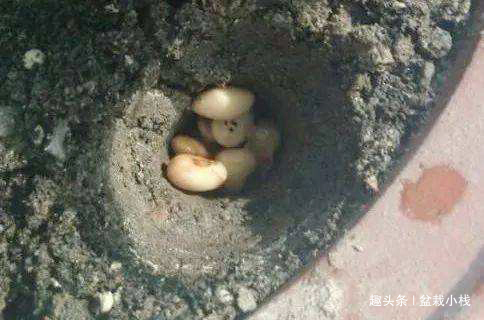 绿萝虎皮兰，有生长“小机关”，打开后叶子绿油油，生长猛