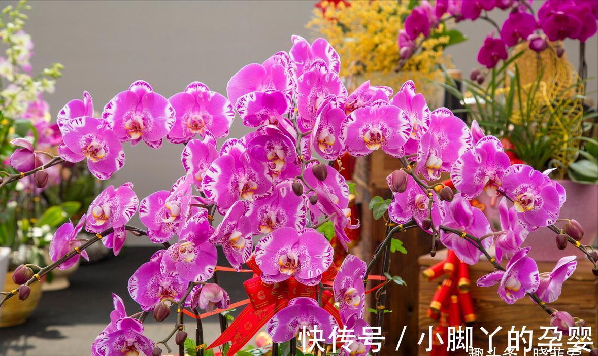 冬季养花,了解“七忌”,简单实用,安全过冬