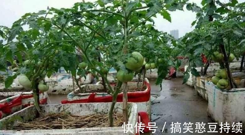 泡沫箱有毒不能种花、种菜?瞎说!它不仅能种花,而且有其他妙用
