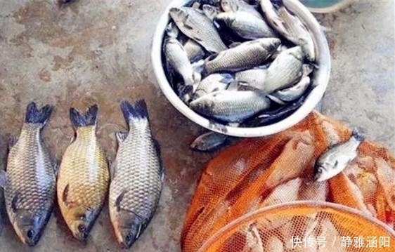 野钓|野钓最容易爆护的钓法，下钩几分钟就上鱼，没五年野钓经验玩不动