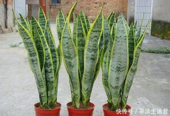 “病菌”不喜欢7种花，养家里，一家老小“身体好”，聪明人都养！