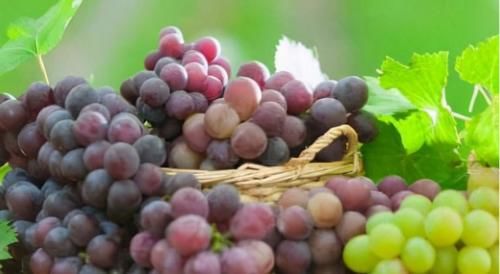 小蛮腰|女性经期身子弱，秋季推荐3种食物，补血益气，润肤抗衰增强体质