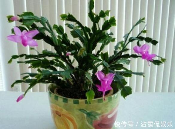 邻居|长寿花和蟹爪兰可以做邻居吗原来这么“养”,枝叶茂密花开不断