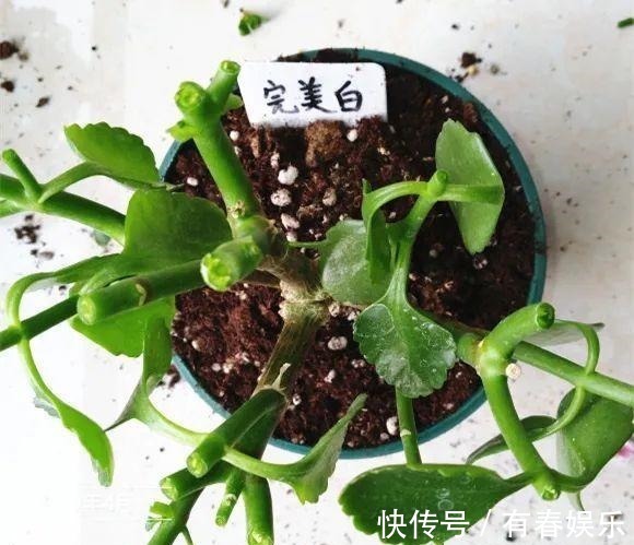 现在养花要重剪,剃光头,撸光叶,越狠越爆盆