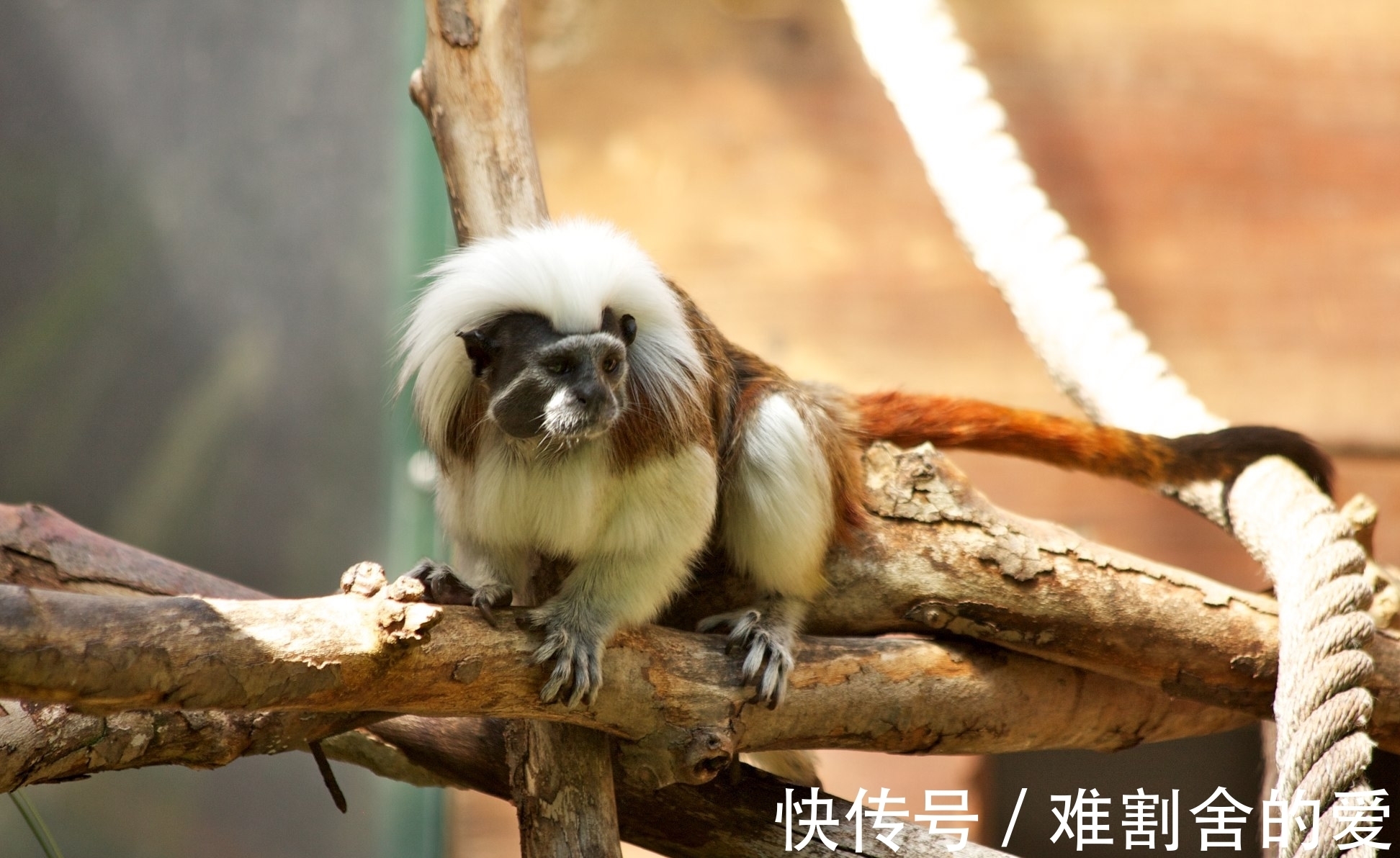 猴子|这种猴子的拉丁学名来源于希腊神话,却拥有着相当朋克的别致发型