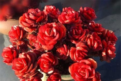 火祭|号称“徒神”的4种多肉，夏天稍不留神就成高个子，新手慎养