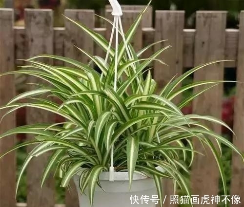 净化空气|忘了绿萝吧,试试这3种吊兰,好养又好看,镶着金边银边,美哉!