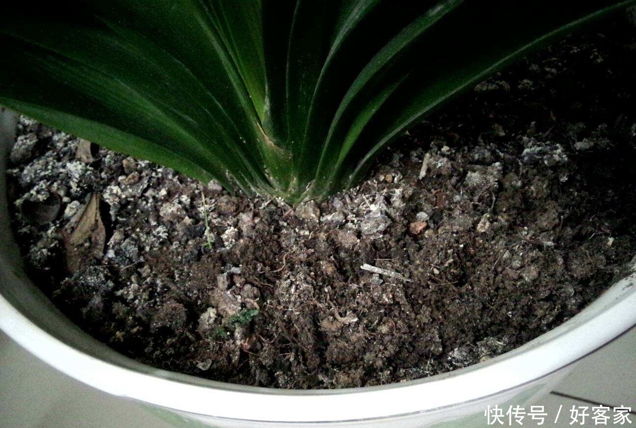  君子兰用了这种土，搁哪儿都能开花，关键还不用花钱！