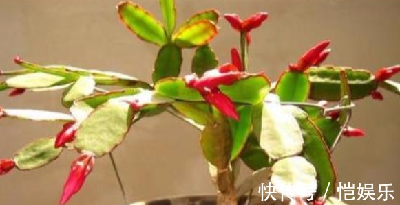 蟹爪兰开花不断的妙招,盆里用个“它”,花苞呼呼冒,开的特别多