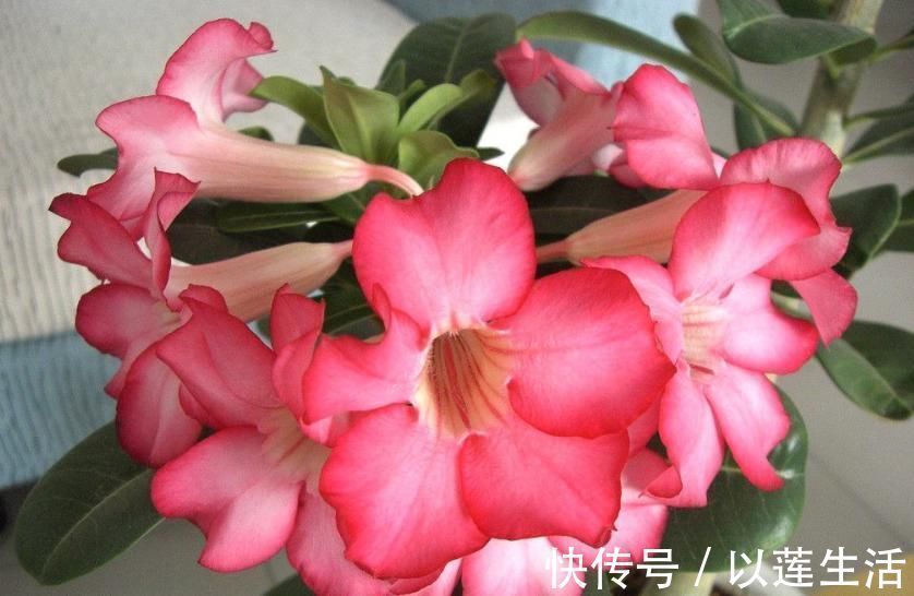 适合养在室内的5种花,给点阳光就灿烂,开花爆盆很简单,真漂亮