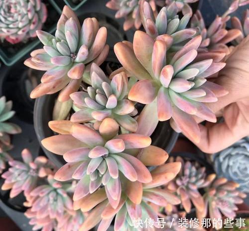 多肉中的“四胞胎”,长相相似却各有千秋,教你这样辨别!