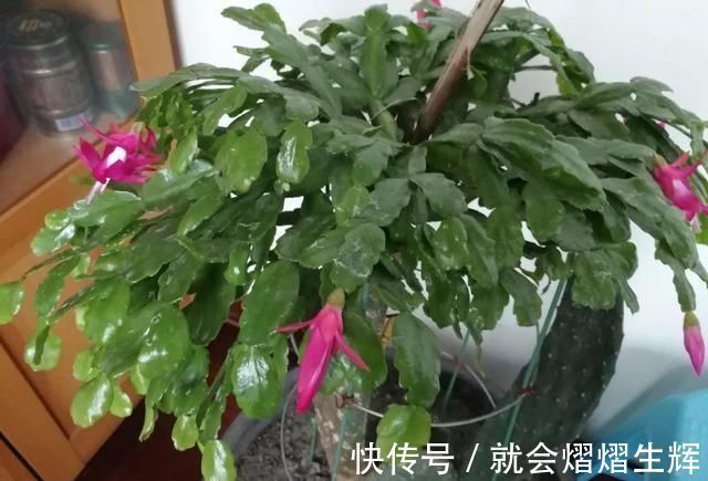 叶仙|蟹爪兰插萝卜上，也能嫁接？这波操作还是头一回见