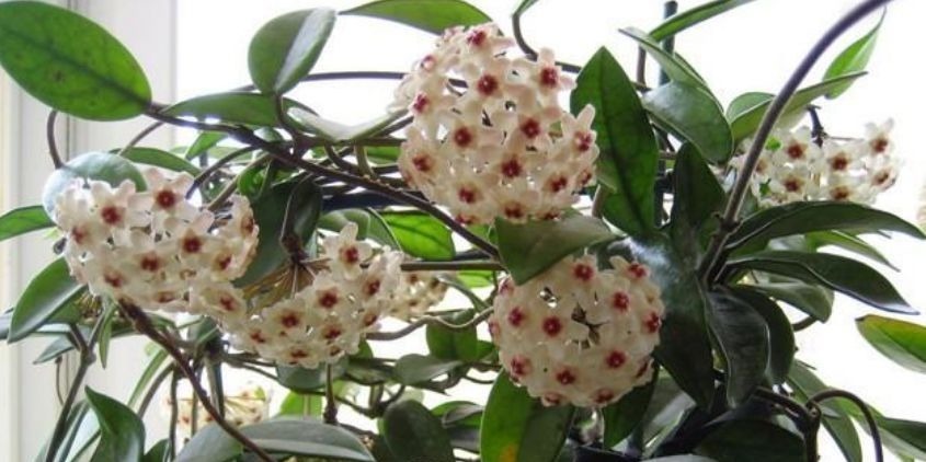 半日照|卧室就养“3种花”,赏心悦目,清香安神,改善睡眠质量