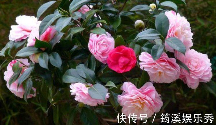 干旱|4种花美的出奇，花好看名字也好听，阳台变成温馨小花园
