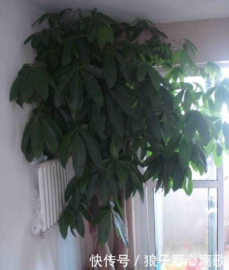 养发财树，注意1个小细节，不烂根不黄叶，嫩叶蹭蹭长，枝繁叶茂！