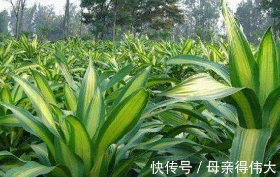 把3种花摆客厅,一个月浇1次水都没问题,最适合懒人养