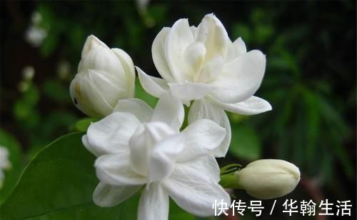 4种植物,一长高就得剪,剪晚了影响开花,别忽视!