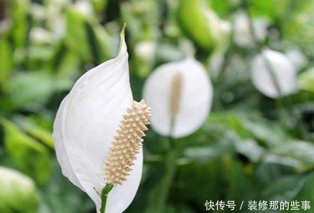 春节期间不能错过的4种招财花,花开就爆盆,漂亮又好养!