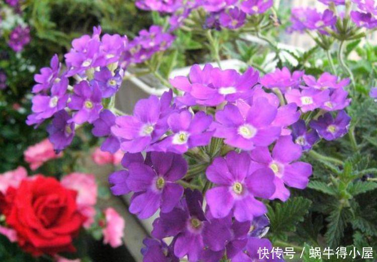 4种花适合夏天养，开花爆盆花期长，家里变成一片花海