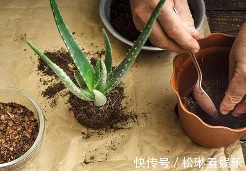 浇水|芦荟一直瘦瘦的,喂点“零食”爱蹿个,新芽也能长不停!