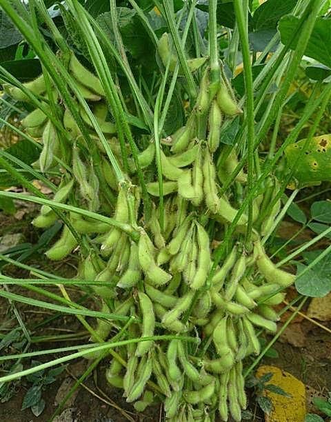 不想身材差,多吃的食物,补肝明目,滋阴润肠,吃了变苗条